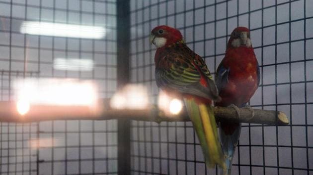 The Crimson Rosella is a parrot native to eastern and south eastern Australia which has been introduced to New Zealand and Norfolk Island seen at 'World of Wings', an exhibition of unique birds at Ganesh Kala Krida hall in Pune. (Pratham Gokhale/HT Photo) 
