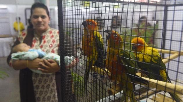 A woman with a baby in her hand watches Sun Conure, a medium-sized brightly coloured parrot  predominantly golden-yellow plumage and orange-flushed underparts and face, native to northeastern South America seen at 'World of Wings', an exhibition of unique birds at Ganesh Kala Krida hall in Pune. (Pratham Gokhale/HT Photo) 