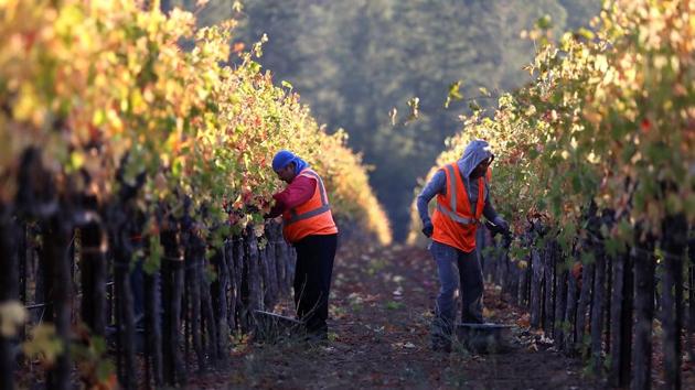 Field workers with Palo Alto Vineyard Management pick Syrah grapes during a harvest operation in Kenwood, California. Over two weeks after deadly wildfires ripped through Sonoma and Napa counties, most of the workers and owners feared destruction of the vineyards which is a major source of employment and livelihood in the wine country. But as the smoke cleared, those depending on the wine production for their bread were relieved to discover that the devastating fire had largely relinquished the vineyards. (Justin Sullivan / AFP)