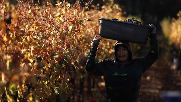 A field worker with Palo Alto Vineyard Management carries a bucket of freshly picked Syrah grapes during a harvest operation. Throughout the Napa and Sonama counties, the fires have left a scorched, blackened field but spared the vineyards. (Justin Sullivan / Getty Images / AFP)