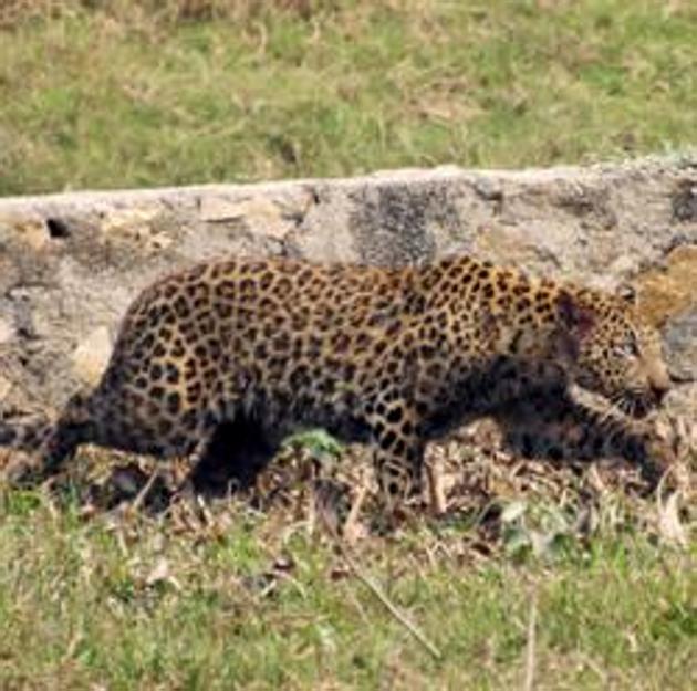 Big cats have killed over 600 people in the last 17 years and injured over 3000 in Uttarakhand. The conflict rate is the highest in the country, claim activists. (AP File Photo) Big cats have killed over 600 people in the last 17 years and injured over 3000 in Uttarakhand. The conflict rate is the highest in the country, claim activists. (AP File Photo)