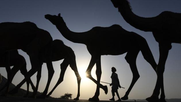 A camel owner is seen walking with his livestock during sunset at the Pushkar Camel Fair in Rajasthan. (Dominique Faget / AFP)