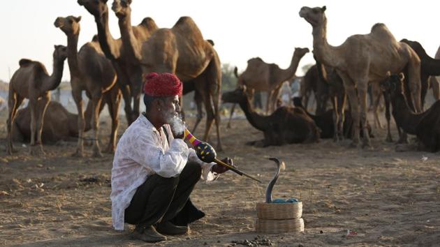 A snake charmer smokes tobacco as he sits next to camels at the annual cattle fair in Pushkar. Pushkar fair, over the years has become a significant tourist attraction for both national and international travellers. (Deepak Sharma / AP)