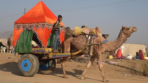 A boy rides a decorated cart pulled by a camel at the Camel Fair in Pushkar. (Dominique Faget / AFP)