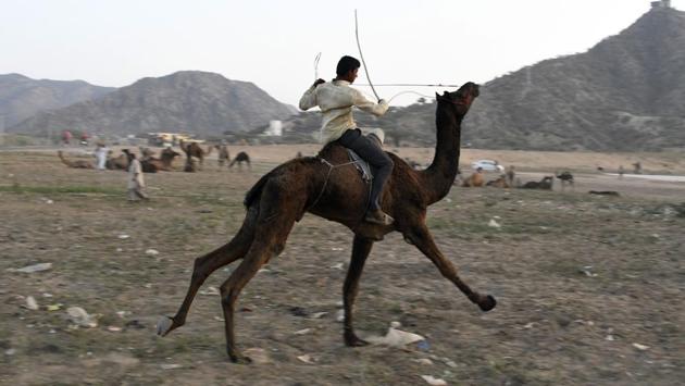 A man rides on the back of his camel during the Pushkar Camel Fair in Pushkar, Rajasthan. (Dominique Faget / AFP)