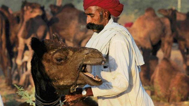 A farmer caresses his camel at the International Camel Fair in Pushkar, Rajasthan. (Dominique Faget / AFP)