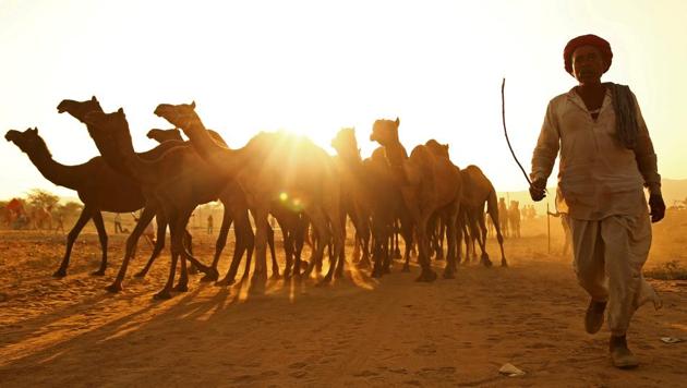 A trader arrives with his camels to be sold at Pushkar Fair on Sunday in the state of Rajasthan. The Pushkar Fair, better known as Pushkar ka mela is an eight day long fair which began on Saturday, October 28 with a ceremonial hoisting of the national flag amid chanting of vedic mantras. The multi-day livestock fair and cultural festival is one of the largest camel, horse and cattle fairs in the country. (Himanshu Sharma / REUTERS)