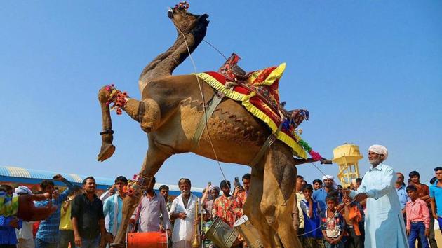 A camel entertains tourists at the International Camel Fair in Pushkar, Rajasthan. The fair is known for its colourful cultural theme, including various competitions such as ‘tug of war’, ‘longest moustache competition’, and camel races among many others. (PTI)