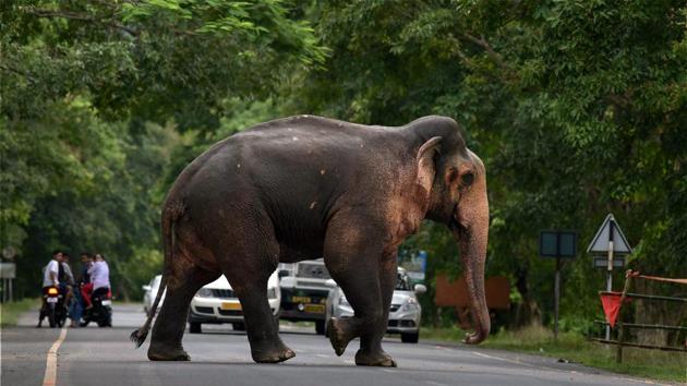 Areas in Lansdowne, Haridwar, Terai and Dehradun are fast becoming hotspots for man-elephant conflict, officials say. (PTI) Areas in Lansdowne, Haridwar, Terai and Dehradun are fast becoming hotspots for man-elephant conflict, officials say. (PTI)