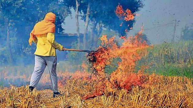 The ban on practice of burning paddy straw has had little effect.(PTI)