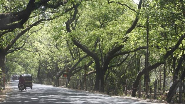 About 2,300 trees are likely to be cut for the Metro Line-3 car shed at Aarey Colony — admittedly the last green cover remaining near the city.