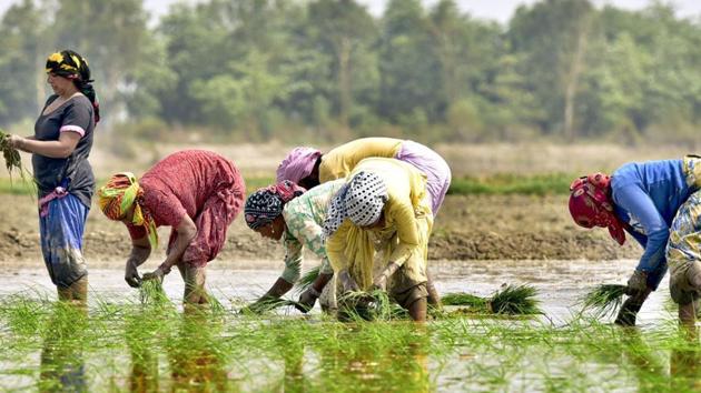 Owing to the favourable temperature, the border districts of Punjab, Amritsar, Gurdaspur and Tarn Taran are known for the cultivation of the pure basmati paddy. (HT File/Representative image) Owing to the favourable temperature, the border districts of Punjab, Amritsar, Gurdaspur and Tarn Taran are known for the cultivation of the pure basmati paddy. (HT File/Representative image)
