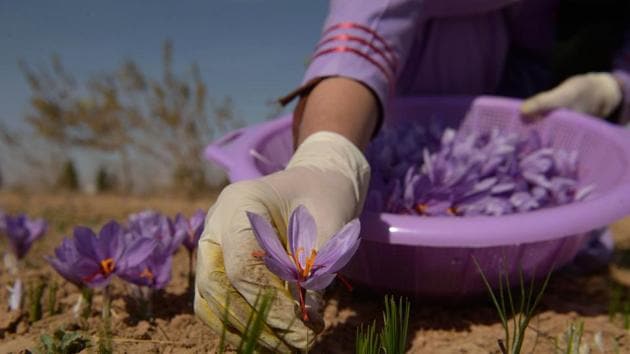 An Afghan woman picks saffron flowers in a field in Herat. The Taliban, which banned poppy cultivation when it ruled Afghanistan, now appears to wield significant control over the country’s heroin production, providing insurgents with billions of dollars, officials told Agence France-Presse. (Hoshang Hashimi / AFP)