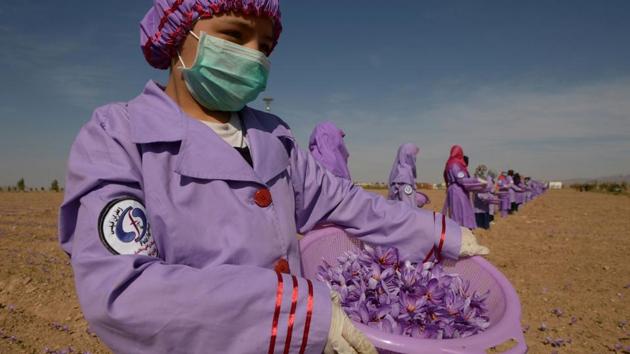 An Afghan woman gathers saffron flowers after picking them in a field on the outskirt of Herat. Unsurprisingly, poppy cultivation levels are also on the rise. According to the UN Office on Drug and Crime, poppy cultivation increased by 10% and average yield per hectare increased by 30% between 2015 and 2016. (Hoshang Hashimi / AFP)