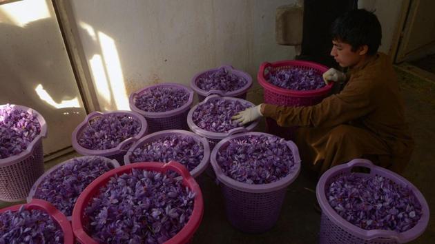 A boy sorts out saffron flowers that were picked on the outskirt of Herat before they are processed for saffron. There slow adoption of saffron is caused by two factors. First, the plant requires large capital investment, bringing significant returns only after two years of planting. For poor farmers, without substantial savings, planting saffron remains out of reach. (Hoshang Hashimi / AFP)