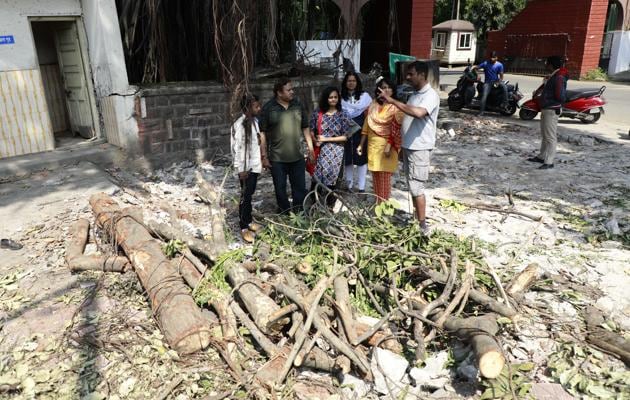 Trees recently cut by Pune Municipal Corporation officials on the University stretch for road widening work.(Rahul Raut/HT PHOTO)