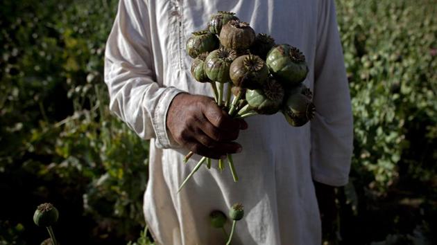 An Afghan holds a bouquet of poppies at a farm near the city of Kandahar on May 13, 2011. The Secure Livelihoods Research Consortium indicates that in 2015, about 1,500 hectares grew saffron, while 183,000 hectares grew poppy. Afghan farmers were using about 122 times the amount of land to grow the opium-producing plant. (Majid Saeedi / Getty Images)