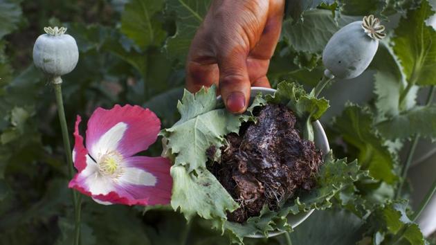 Local poppy farmers harvest the opium sap from the bulb of the plant during a ten-day harvesting period in Fayzabad, Afghanistan. Farmers are paid about US$163 for 1kg of the black sap - the raw opium that oozes out of poppy seed pods when they are slit with a knife. Once refined into heroin, the Taliban sells it in regional markets for between US$2,300 and US$3,500 a kilogram. (Paula Bronstein / Getty Images)