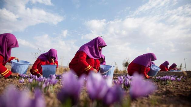 Workers pluck saffron flowers on a farm in Herat. In western Herat, which borders Iran, the challenge is seen to be able to convince farmers of the long term benefits of replacing poppies with the purple crocus plants whose highly prized stigmas produce the spice used for seasoning and colouring agent in cooking. (Majid Saeedi / Getty Images)
