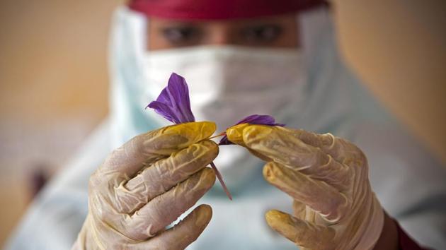 A woman separates a stigma of during the saffron harvest near the village of Goriyan in Herat. Another reason despite inputs by saffron unions is the lack of efforts to raise awareness about Afghan saffron in international markets. Without strong marketing efforts, there is little international or local demand for Afghan saffron, which discourages small farmers. (Majid Saeedi / Getty Images)