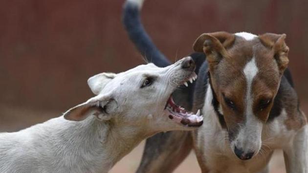 The Haryana government produced guidelines finalised by the government titled, ‘The Haryana Municipal Guidelines for the Grant of Compensation to the victims of attacks by the Stray Dog (s), 2017’. (Representative image) The Haryana government produced guidelines finalised by the government titled, ‘The Haryana Municipal Guidelines for the Grant of Compensation to the victims of attacks by the Stray Dog (s), 2017’. (Representative image)