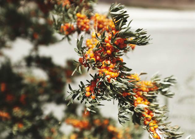 Sea buckthorn berries, also known as Leh berries, are mainly found in Chushot, Shey and Nubra Valley of Leh(Ashish Shah)