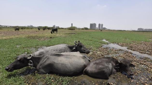 The plant near Basai wetland will be spread over 3.5 acres and process 500 tonnes of waste a day.(Sanjeev Verma/HT PHOTO)