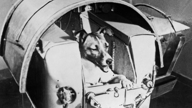 This photo taken from the Soviet daily Pravda and taken on November 13, 1957 shows the dog Laika, the first living creature ever sent in space, onboard Sputnik II. (AFP File Photo) This photo taken from the Soviet daily Pravda and taken on November 13, 1957 shows the dog Laika, the first living creature ever sent in space, onboard Sputnik II. (AFP File Photo)