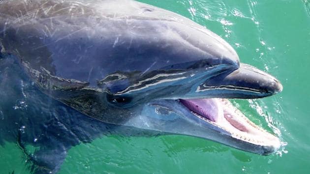World's longest living dolphin in captivity dies at Japan aquarium | World  News - Hindustan Times