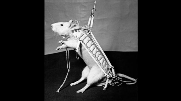 The first French spatial traveller Hector the rat, in space equipment on December 26, 1960. As the space race picked up, other countries also joined in. Hector reached a height of about 150 km in 1961 leading to more ambitious launches by the French. (AFP) The first French spatial traveller Hector the rat, in space equipment on December 26, 1960. As the space race picked up, other countries also joined in. Hector reached a height of about 150 km in 1961 leading to more ambitious launches by the French. (AFP)