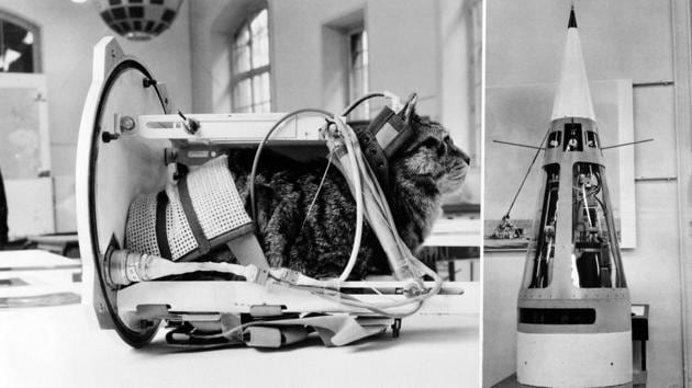 Two years later in October 1963, France became the first country to send a cat into space, named Felicette a black and white female cat found on the streets of Paris. She replaced Felix, who ran away on the eve of the departure. Felicette, launched aboard the Veronique AGI 47 sounding rocket. A recreation is seen during an exhibition at The Conservatoire national des arts et métiers in Paris. (AFP) Two years later in October 1963, France became the first country to send a cat into space, named Felicette a black and white female cat found on the streets of Paris. She replaced Felix, who ran away on the eve of the departure. Felicette, launched aboard the Veronique AGI 47 sounding rocket. A recreation is seen during an exhibition at The Conservatoire national des arts et métiers in Paris. (AFP)