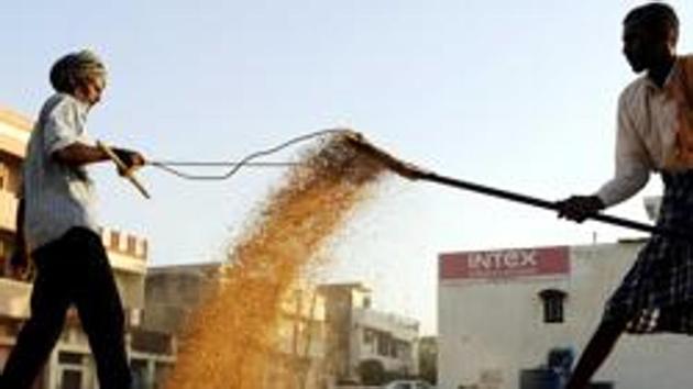 Labourers drying paddy crop at a grain market in Patiala. (HT File Photo) Labourers drying paddy crop at a grain market in Patiala. (HT File Photo)