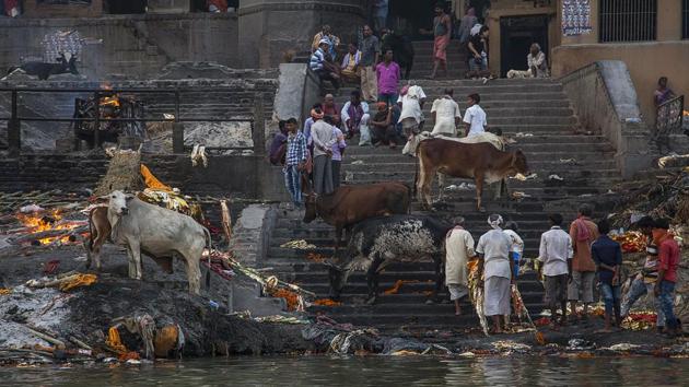 People perform a cremation next to cows on banks of the river Ganges in Varanasi. (Noemi Cassanelli / AFP)