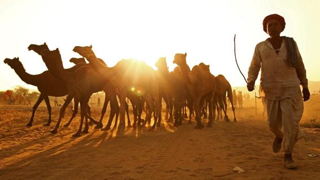 A trader arrives with his camels at the annual Pushkar Fair where livestock, primarily camels, are brought to be sold and traded in the state of Rajasthan. (Himanshu Sharma / REUTERS)