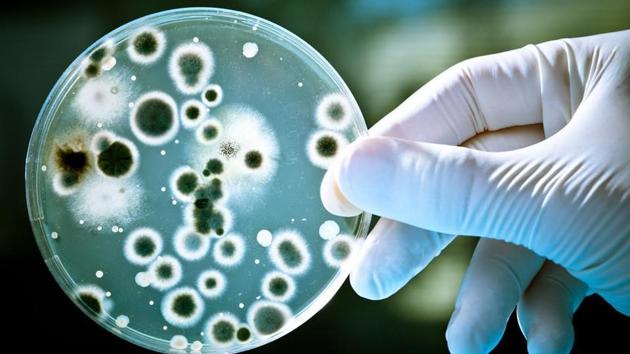 Imbalanced gut bacteria may to blame for many age-related diseases (AFP/Istock) Imbalanced gut bacteria may to blame for many age-related diseases (AFP/Istock)
