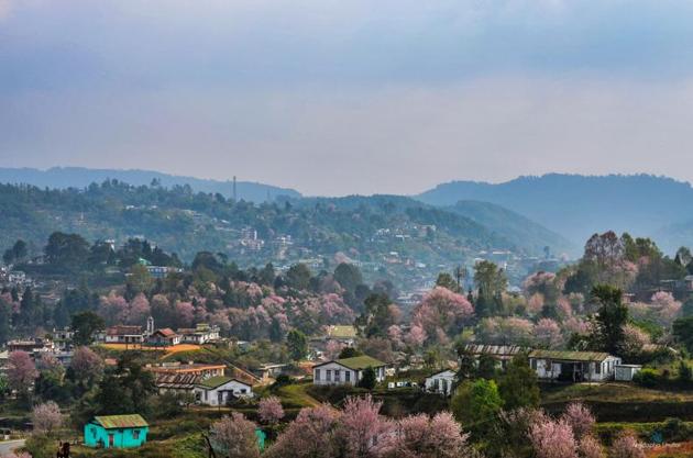 Shillong’s native cherry blossoms trees are few, and planted in random clusters. But efforts are on to create avenues of blooms as they have in Japan and the US. Shillong’s native cherry blossoms trees are few, and planted in random clusters. But efforts are on to create avenues of blooms as they have in Japan and the US.