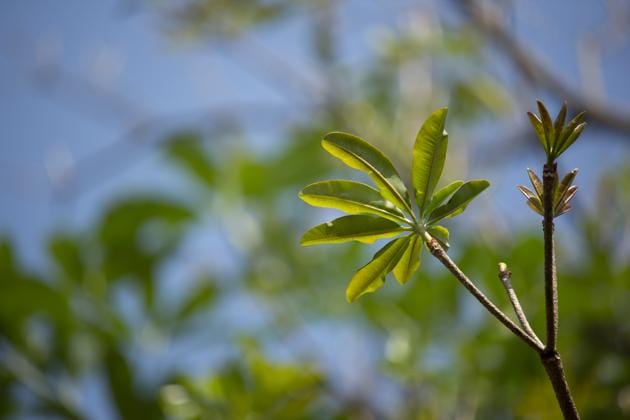 Seven leaves to a sprig and other stories: Shebaba by Renuka Narayanan