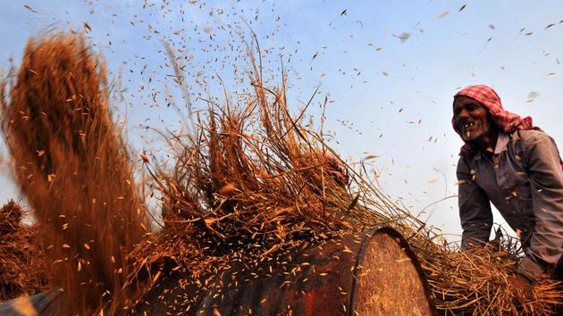 A farmer manually threshes a bundle of harvested rice on a drum at Suchetgarh village in R.S Pura, Jammu & Kashmir. (Nitin Kanotra / HT Photo)