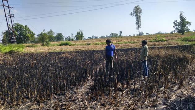 Farmer Brunda Sahoo’s nephew and friend in the field at Kalapani village in Bargarh district where he set his destroyed crop on fire, and committed suicide a day later by drinking poison. (Debabrata Mohanty/Hindustan Times) Farmer Brunda Sahoo’s nephew and friend in the field at Kalapani village in Bargarh district where he set his destroyed crop on fire, and committed suicide a day later by drinking poison. (Debabrata Mohanty/Hindustan Times)