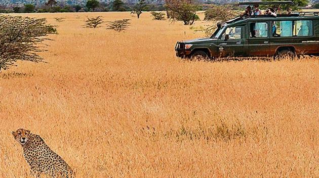 The cheetah with encircling, off-track tourist vehicle, at Tarangire National Park in Tanzania. (ARYAN PARTAP SINGH) The cheetah with encircling, off-track tourist vehicle, at Tarangire National Park in Tanzania. (ARYAN PARTAP SINGH)