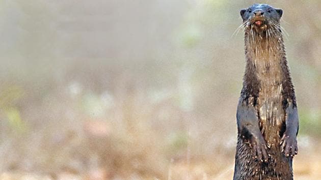 With small eyes and ears, a flat tail and webbed paws, smooth-coated otters hunt in groups for safety, the study found. (Dr Satish Pande/HT PHOTO) With small eyes and ears, a flat tail and webbed paws, smooth-coated otters hunt in groups for safety, the study found. (Dr Satish Pande/HT PHOTO)
