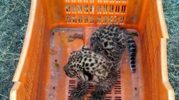 The one-month-old male leopard cub was released where it was found, and carried away into the forest by its mother.(Wildlife SOS)