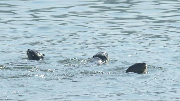 “Otters are elusive aquatic mammals that move on both land and water. They are some of the most sensitive indicators of our aquatic ecosystems,” said Satish Pande, director, Ela Foundation which conducted the census with other researchers. (Dr Satish Pande/HT PHOTO) “Otters are elusive aquatic mammals that move on both land and water. They are some of the most sensitive indicators of our aquatic ecosystems,” said Satish Pande, director, Ela Foundation which conducted the census with other researchers. (Dr Satish Pande/HT PHOTO)