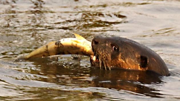 Otters are an endangered species, and are found only on Konkan coast, say experts (Dr Satish Pande/HT PHOTO) Otters are an endangered species, and are found only on Konkan coast, say experts (Dr Satish Pande/HT PHOTO)
