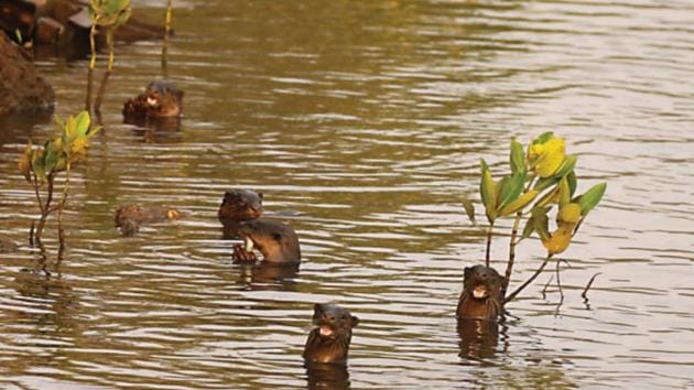 The census, conducted by the state mangrove cell and Pune-based NGO Ela Foundation, is important because otters are classified as an endangered species under the Wildlife Protection Act, 1972 and ‘vulnerable’ under the International Union for Conservation of Nature (IUCN). (Dr Satish Pande/HT PHOTO) The census, conducted by the state mangrove cell and Pune-based NGO Ela Foundation, is important because otters are classified as an endangered species under the Wildlife Protection Act, 1972 and ‘vulnerable’ under the International Union for Conservation of Nature (IUCN). (Dr Satish Pande/HT PHOTO)