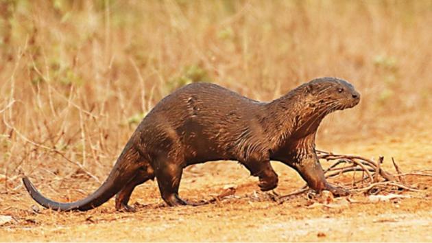 The census found between 437 and 591 otters across 12 creeks in Sindhudurg district of Maharashtra. (Dr Satish Pande/HT PHOTO) The census found between 437 and 591 otters across 12 creeks in Sindhudurg district of Maharashtra. (Dr Satish Pande/HT PHOTO)