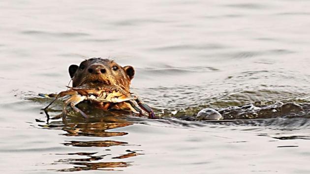 There are around 500 smooth-coated otters along the southern Konkan coast, revealed the first census of this rarely studied mammal. (Dr Satish Pande/HT PHOTO) There are around 500 smooth-coated otters along the southern Konkan coast, revealed the first census of this rarely studied mammal. (Dr Satish Pande/HT PHOTO)