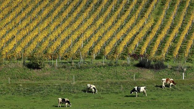 Cows graze on a pasture in front of a vineyard during sunny autumn weather near Altikon, Switzerland. (Arnd Wiegmann / REUTERS) Cows graze on a pasture in front of a vineyard during sunny autumn weather near Altikon, Switzerland. (Arnd Wiegmann / REUTERS)