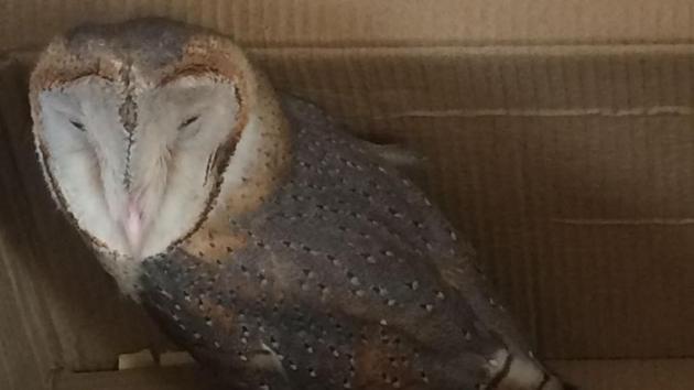 The one-year-old owl was taken to Sultanpur National Park for treatment and is currently under observation. The one-year-old owl was taken to Sultanpur National Park for treatment and is currently under observation.