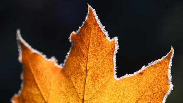 On Halloween, ice crystals dot the edges of a maple leaf in Freiburg, Germany. (Patrick Seeger / AFP) On Halloween, ice crystals dot the edges of a maple leaf in Freiburg, Germany. (Patrick Seeger / AFP)